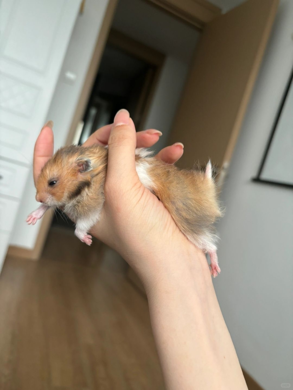 奴才：起床了就來找你囉