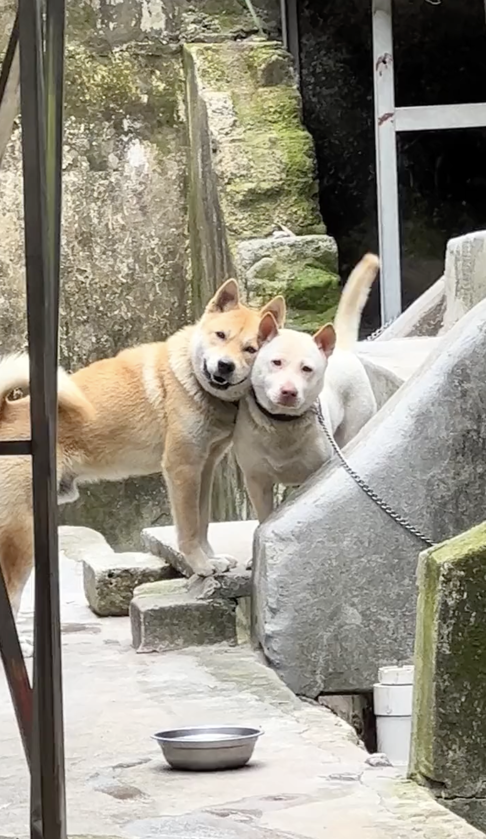 奴才：你拋棄我了嗎？