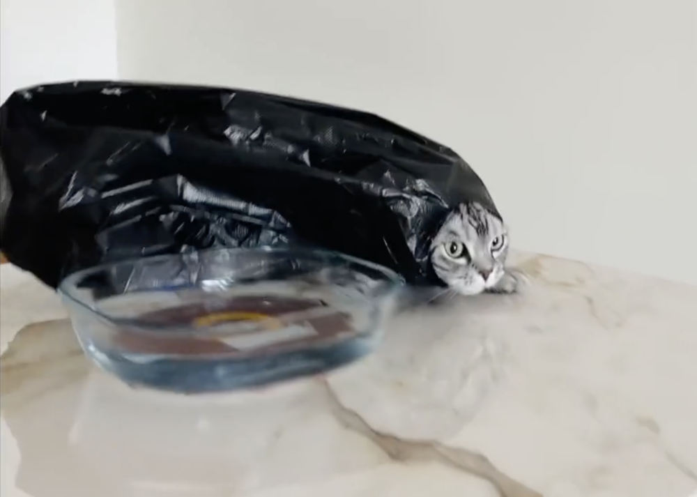 奴才：原來是你啊