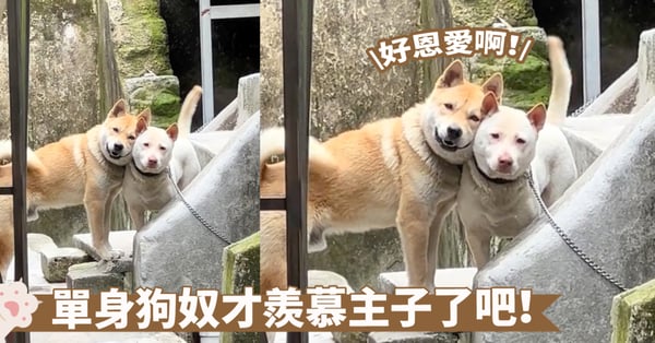 天下第一好!單身狗也能貼貼囉~狗狗一臉傲嬌似乎在炫耀自己也是有伴侶的喔>D<