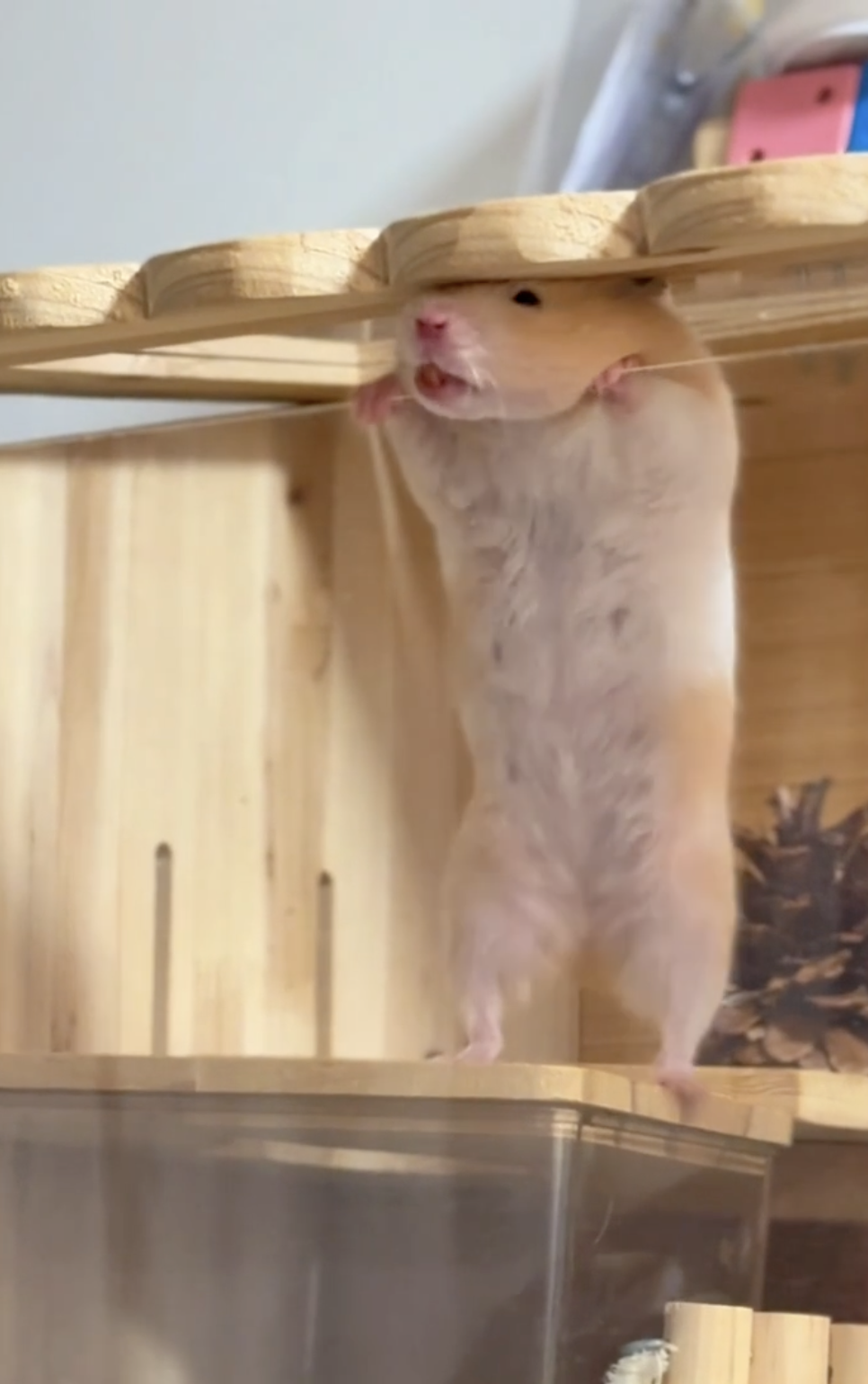 奴才：你確定嗎？