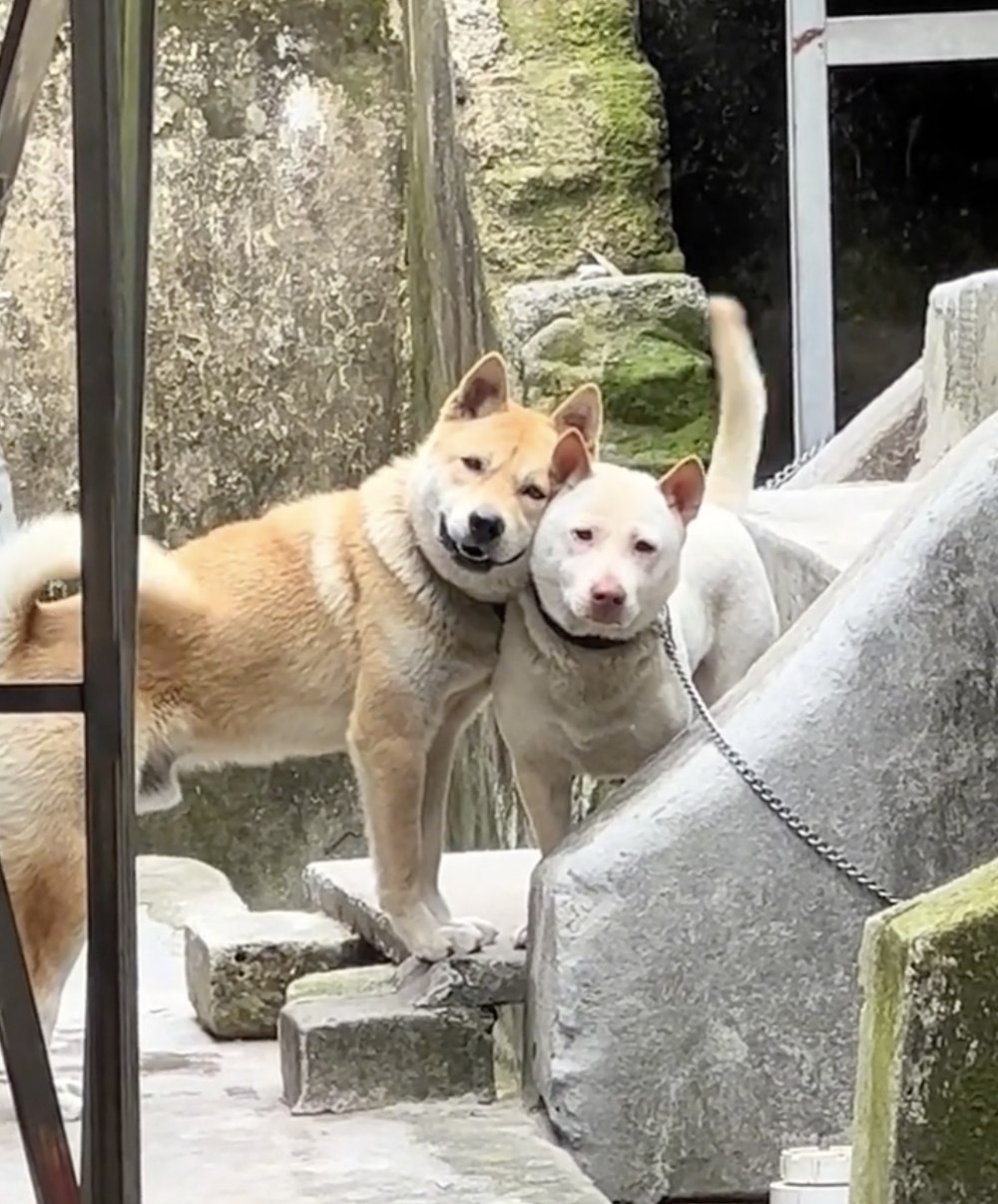 奴才：哼！種色輕友