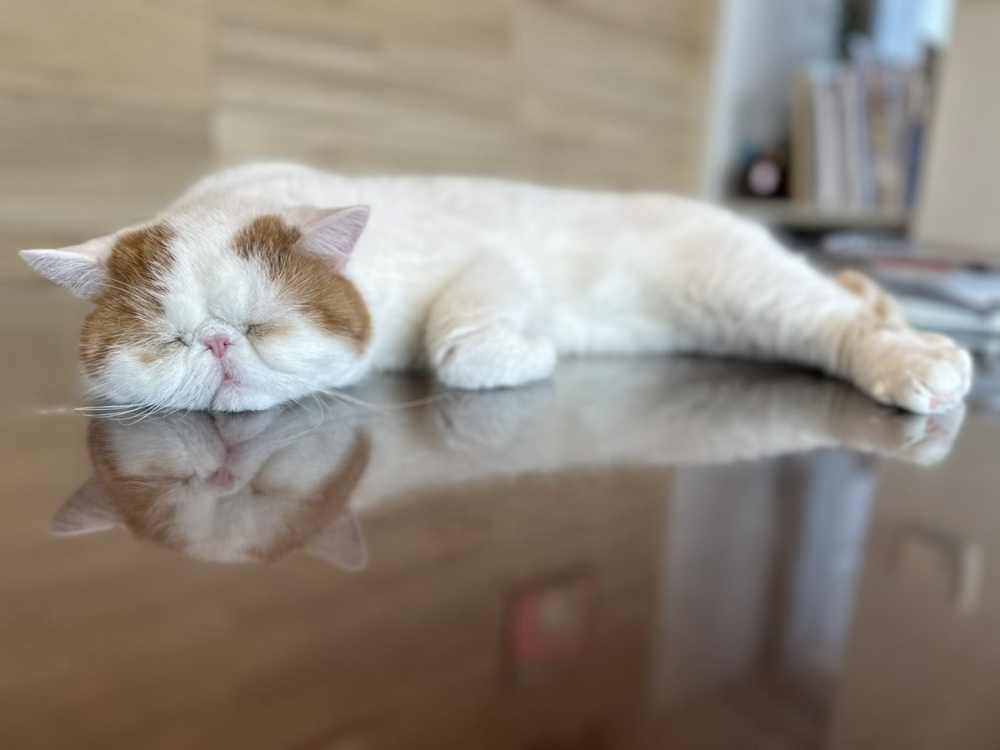 奴才：不錯不錯