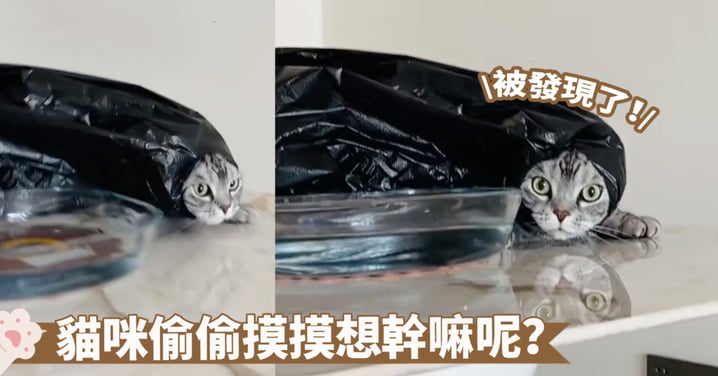 小眾造型太讓人疑惑了！貓咪頭套塑料袋好鬼祟啊～偷摸著是想幹什麼呢？