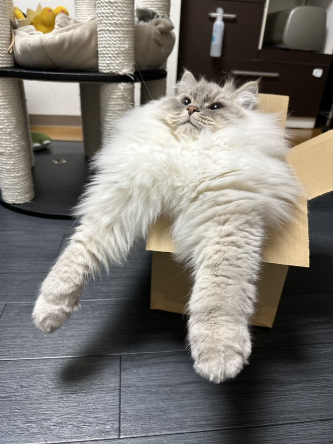 奴才：沒關係，我不會質疑你噠