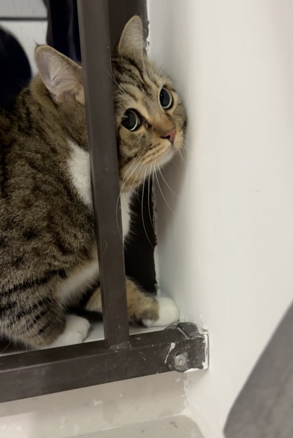 奴才：這一次就放過你好了