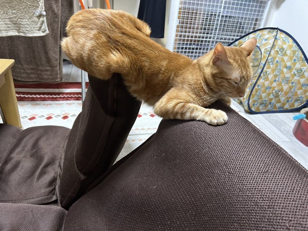 奴才：你這樣會睡不好捏