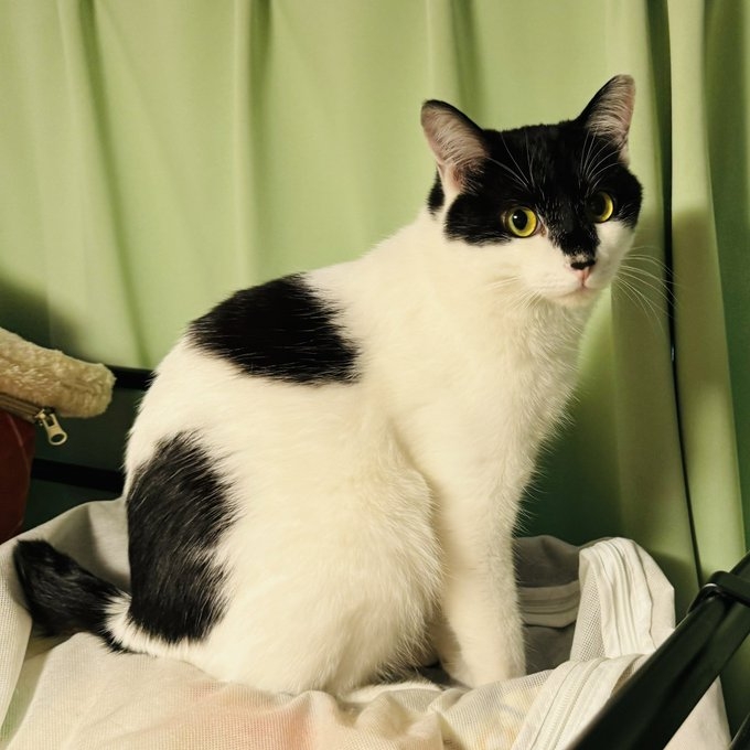 奴才：可是你的眼罩出賣你了