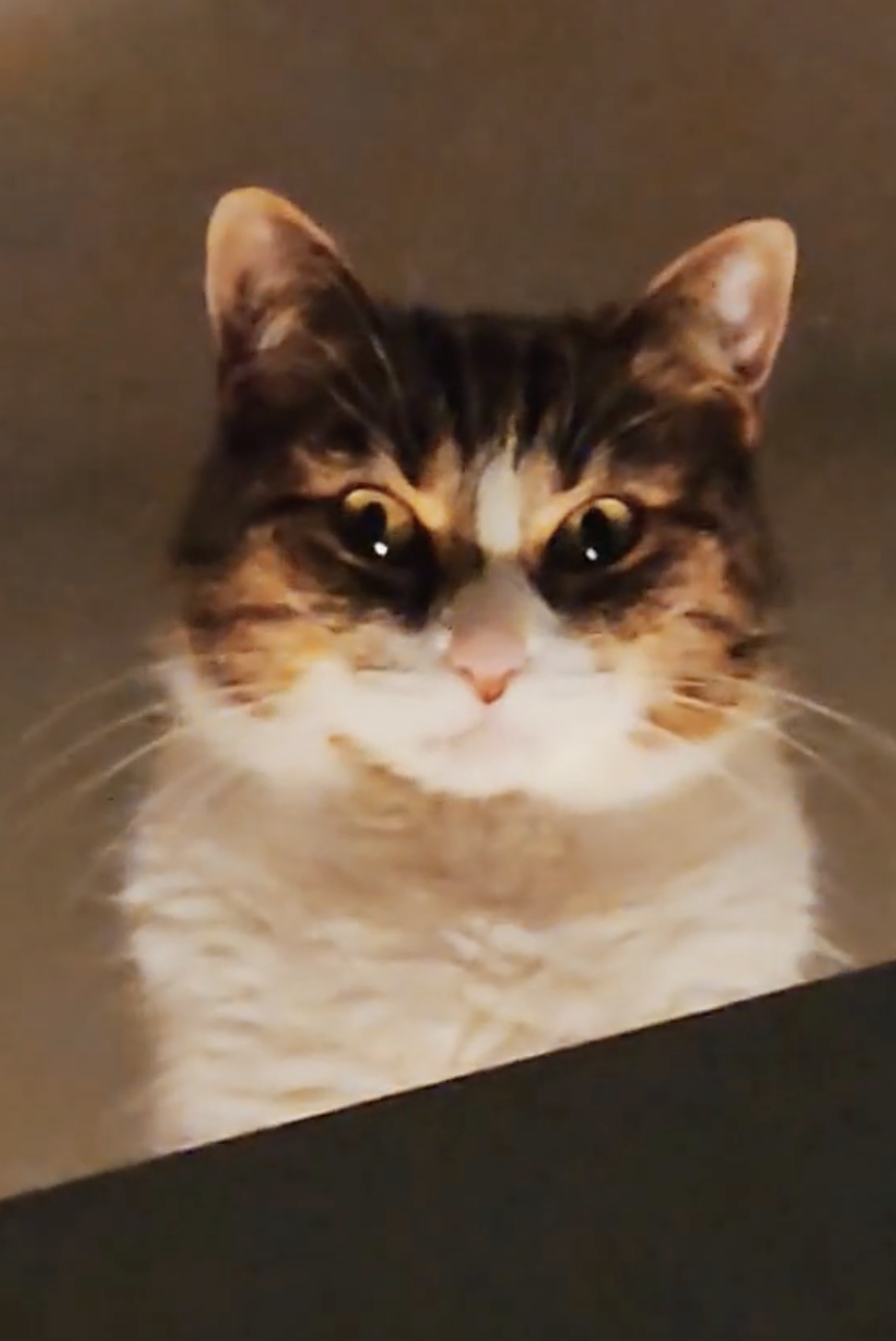 奴才：你是故意的吧