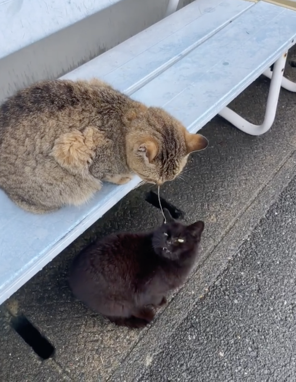 黑喵：不是，你聽我解釋，這是自然反應啦