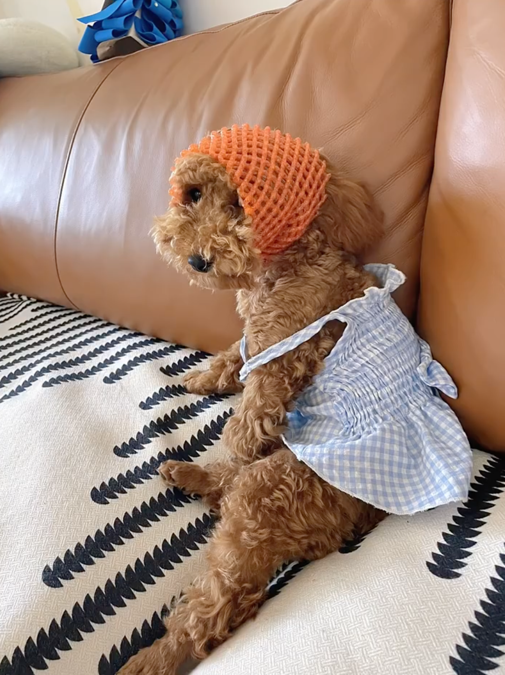 奴才：你現在是星星頭欸（看錯重點