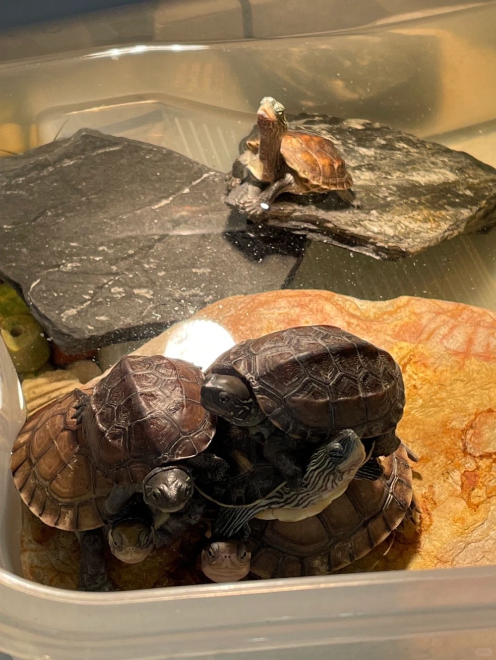 奴才：說的也沒錯啦