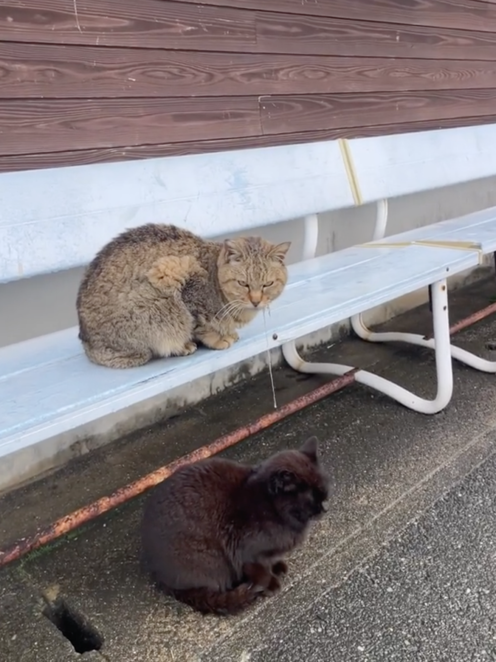 黑喵：咦～好髒喔