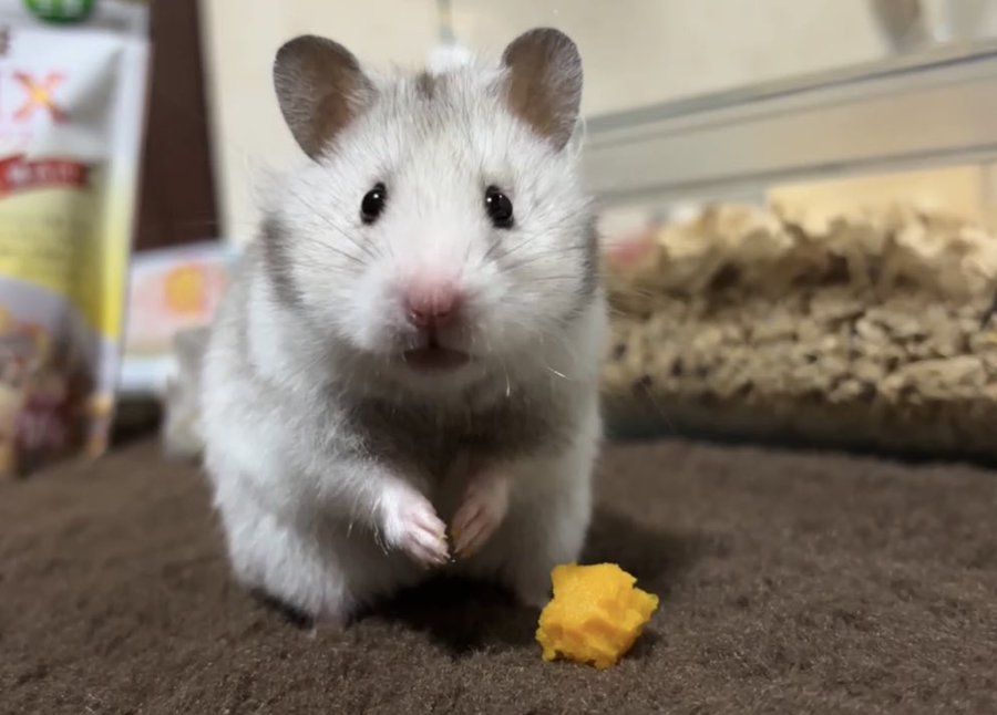 奴才：你沒事吧