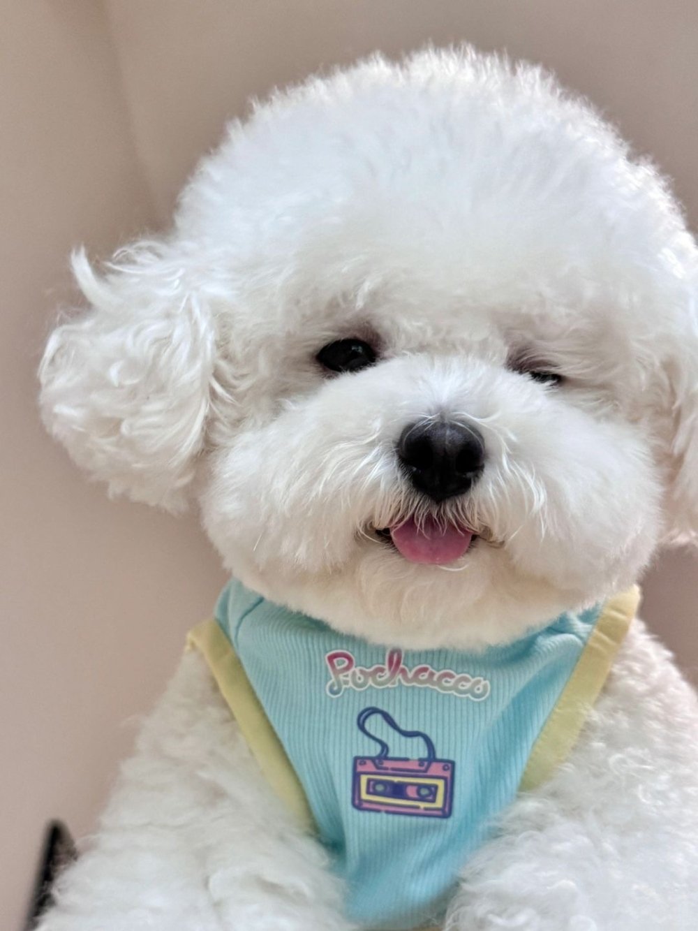 萌寵新選擇！養狗新手必看：10種最適合的狗狗品種有哪些～