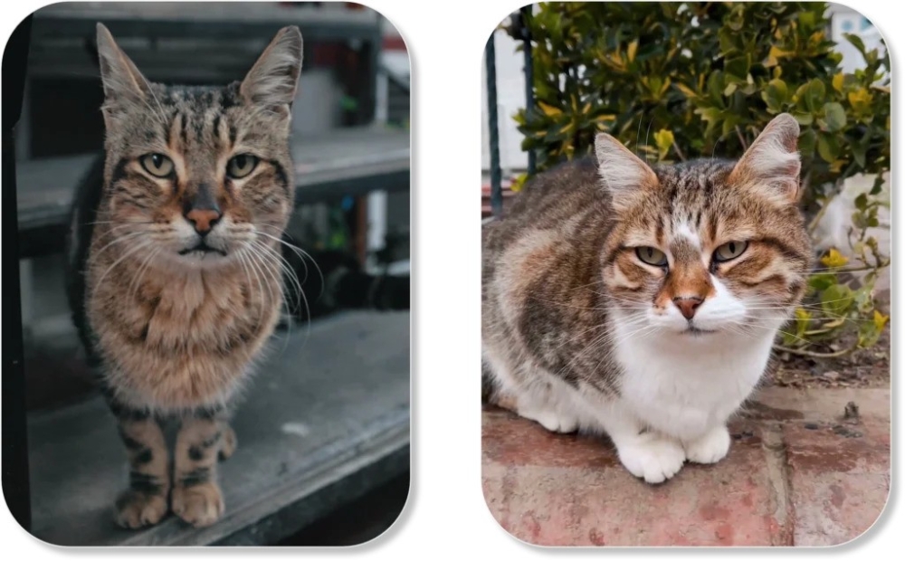 「CatsMe!」利用先進的AI技術，通過大量貓咪面部表情數據進行學習和分析。