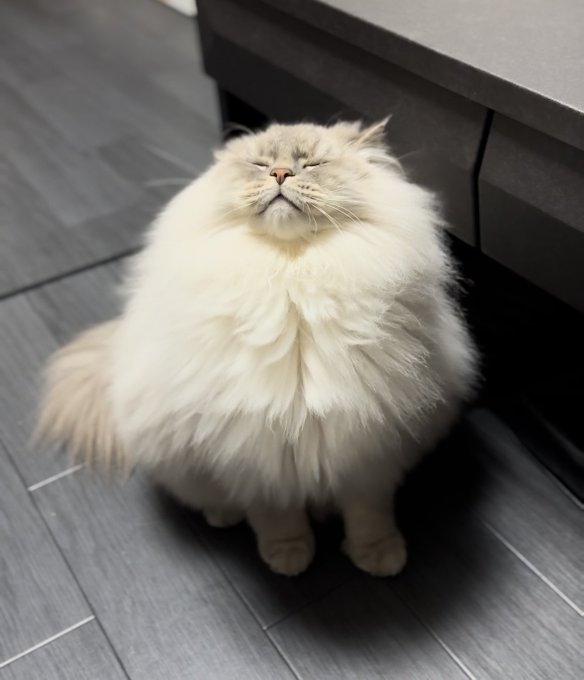 奴才：我知道啦