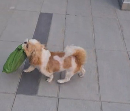 Pin Pin「抬頭挺胸」咬著包裹跑回屋內。