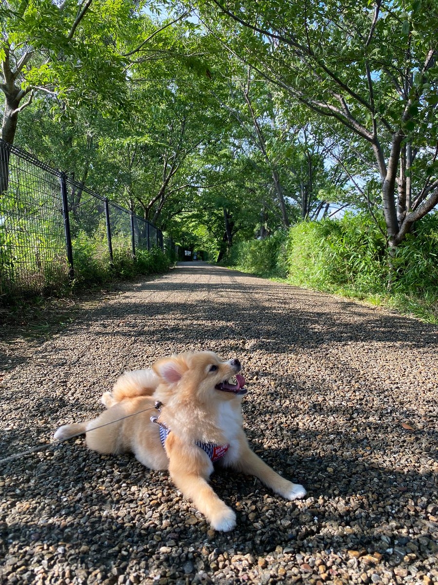 奴才：所以是帶我來散步的？