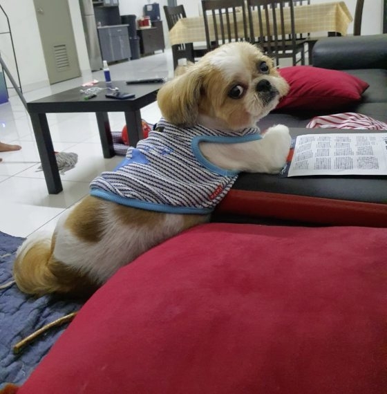 自從Pin Pin爆紅後，幾乎每個送貨員來送包裹時，都會要求Pin Pin簽收。