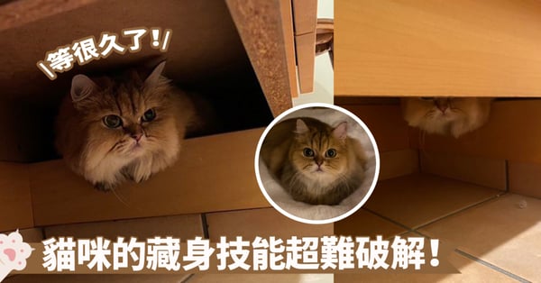 又要找貓啦！家裡的犄角旮旯都被貓咪發掘出來了～奴才：我都不知道這裡有個縫隙欸