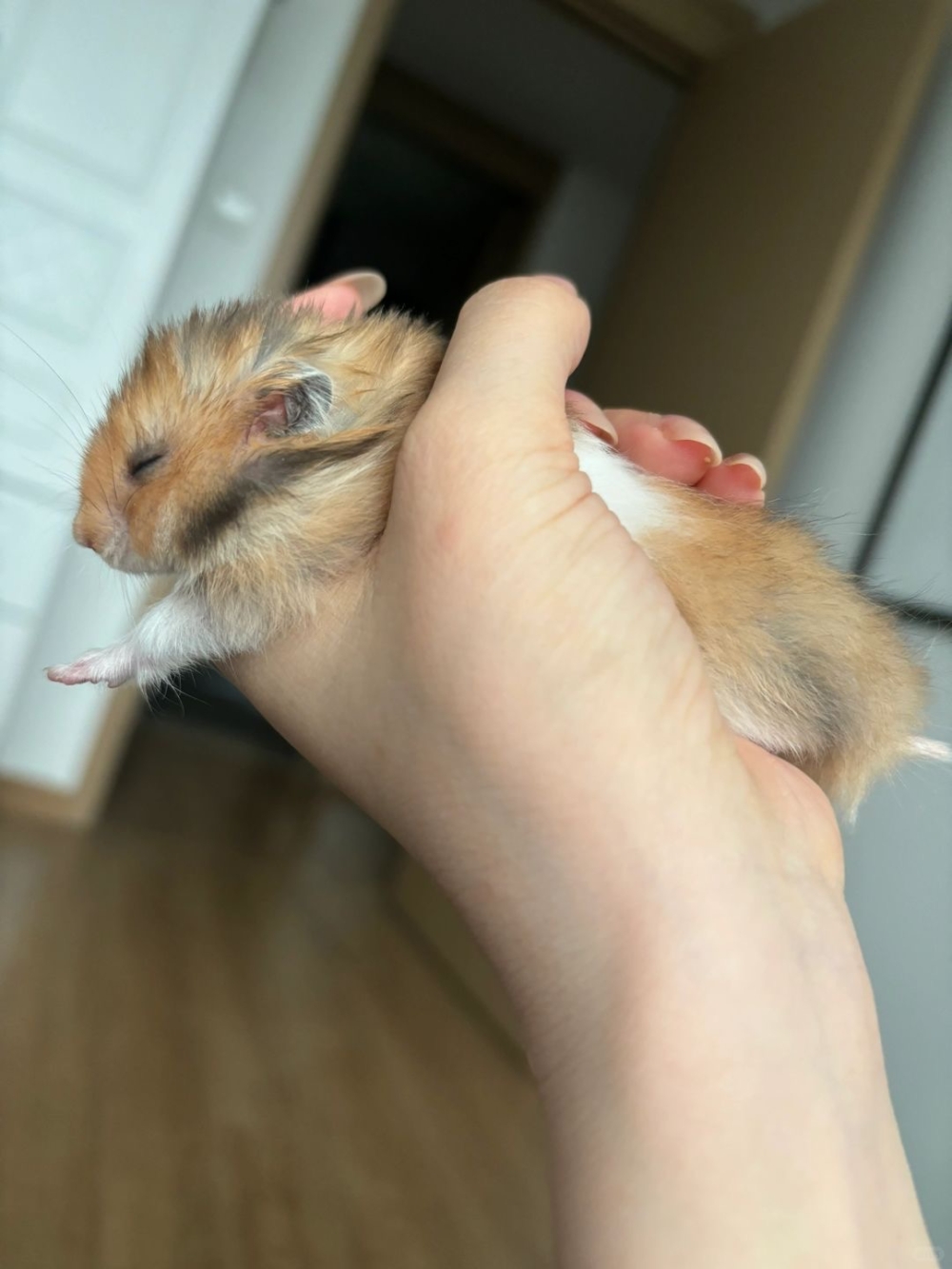 奴才：臉伸懶腰都這麼迷人啊！