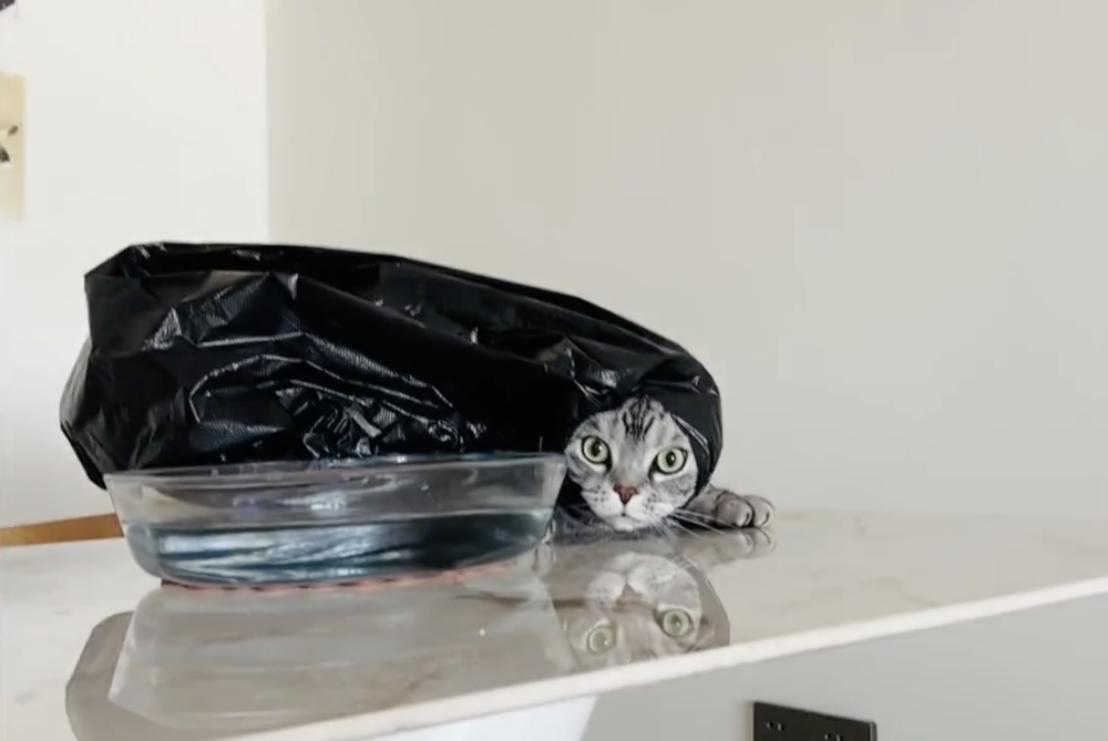 奴才：你怎麼這幅模樣啊