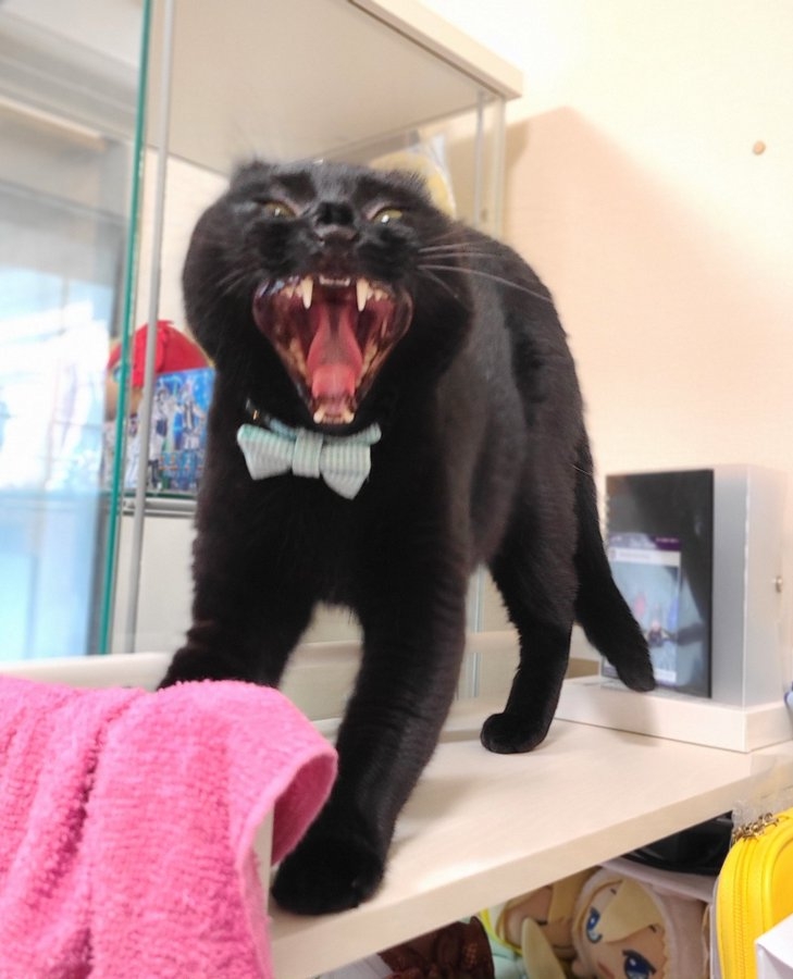 奴才：你怎麼換了一副面孔