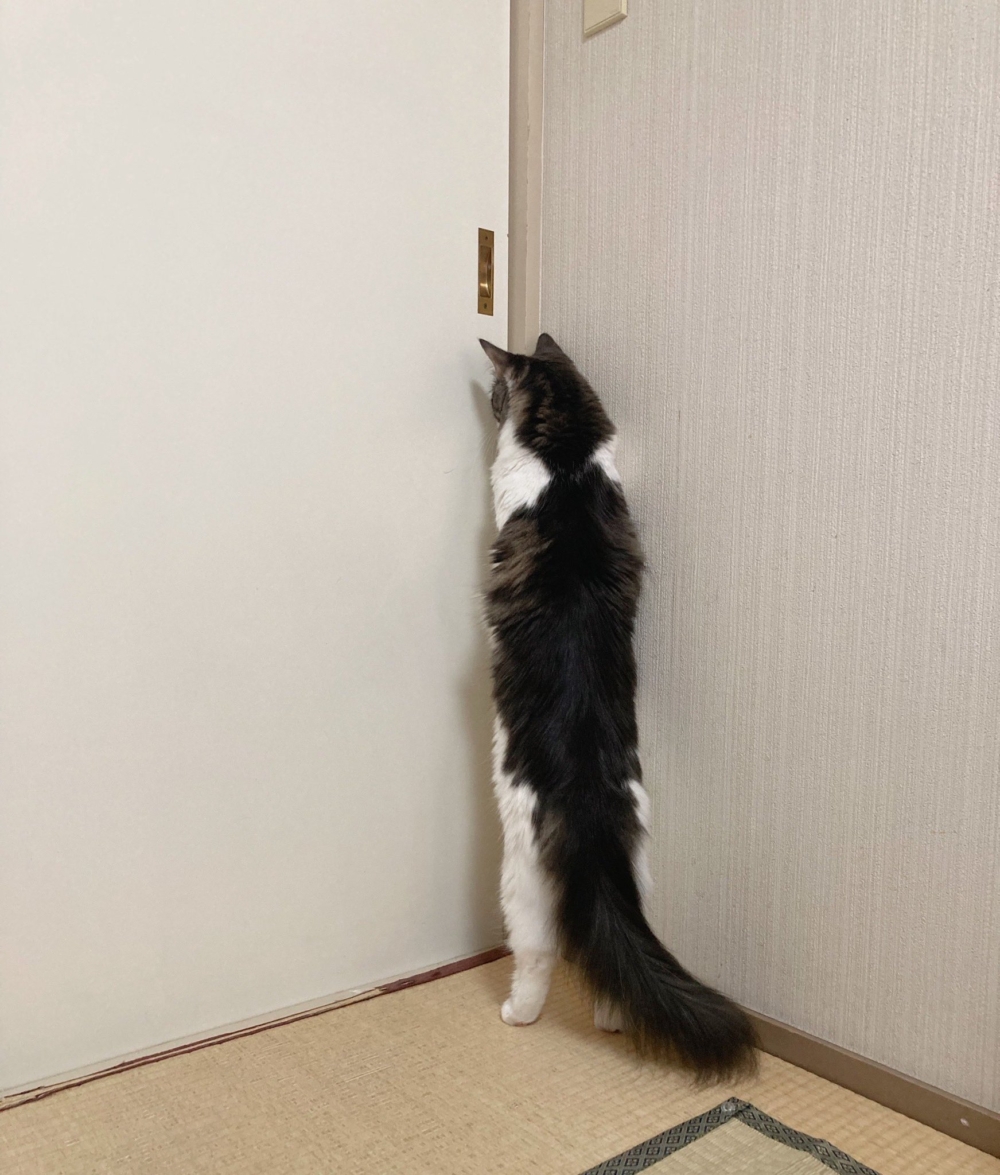 奴才：我說不行就不行