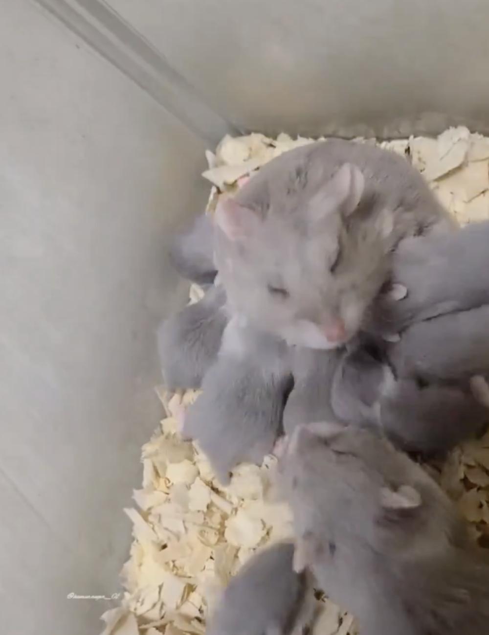 奴才:寶寶一定會健康長大噠