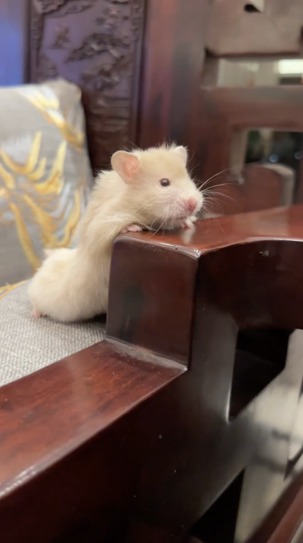 奴才：要怎麼跟你解釋呢