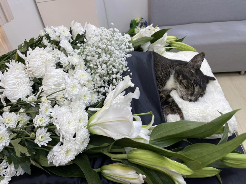 寵物過世，是每個寵主必經的課題。