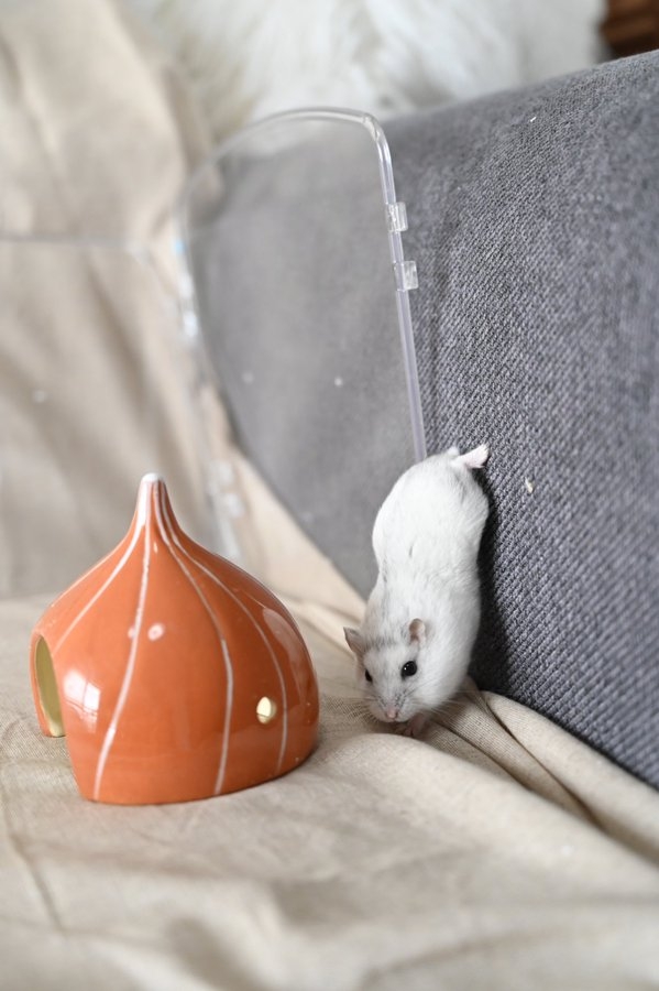 奴才:我檢查檢查