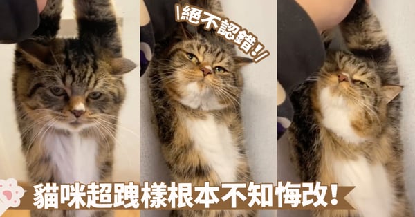 超級不服氣啦!貓咪被教訓竟然擺出一副跩樣~這是在挑戰奴才的權威吧