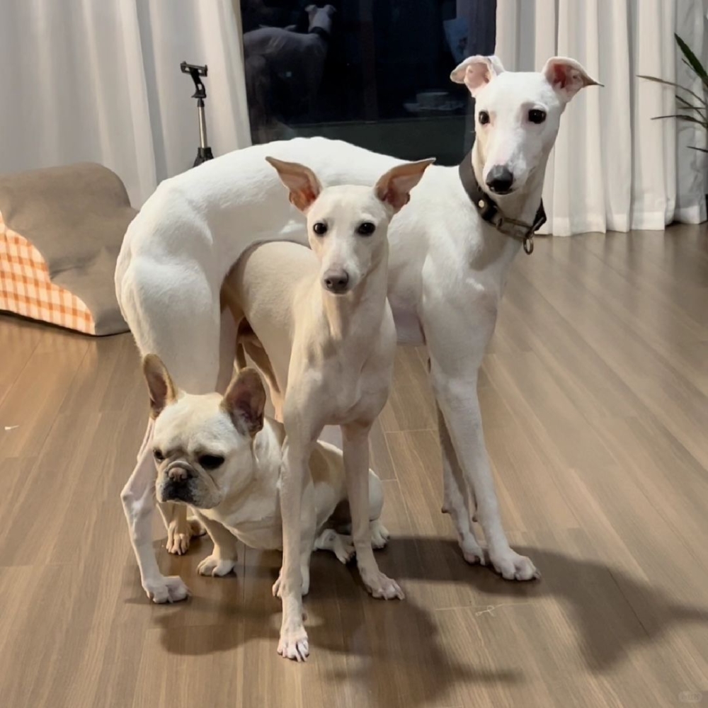 奴才：因為高的看不見矮的，矮的看不見高的嗎？