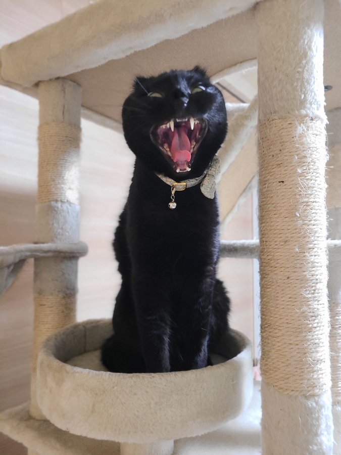 奴才：還真的是太真實了呢