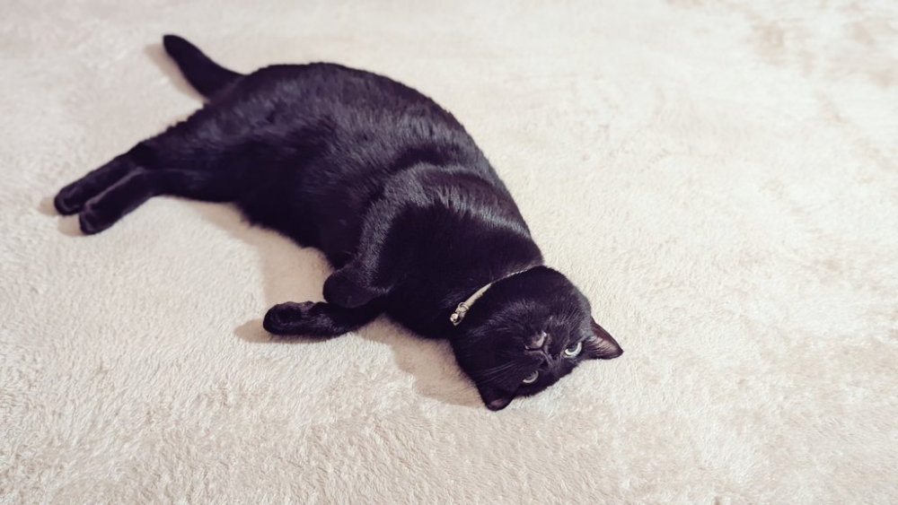 奴才：來統計一下吧