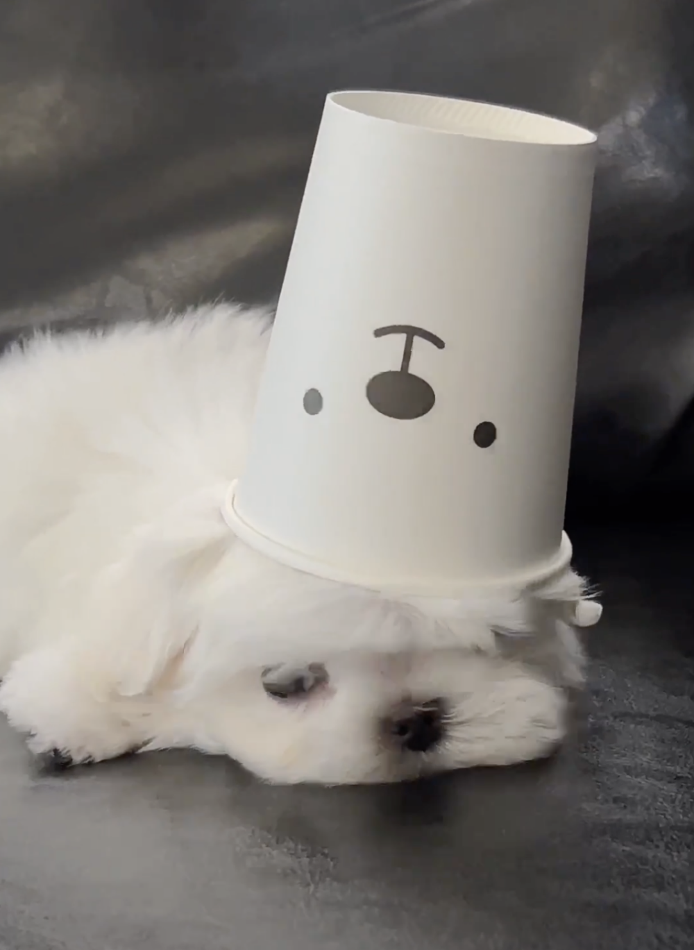 奴才：你這是裝的吧