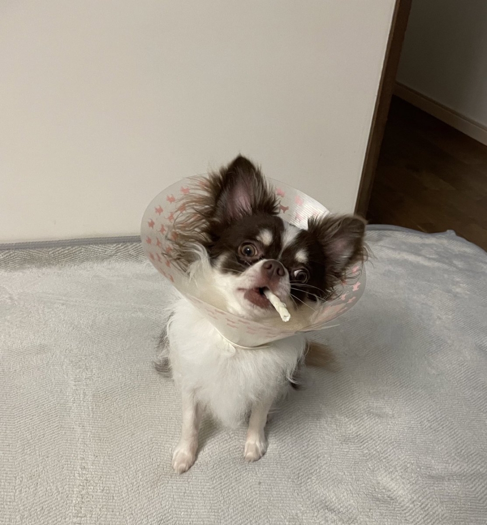 奴才：你怎麼這幅樣子