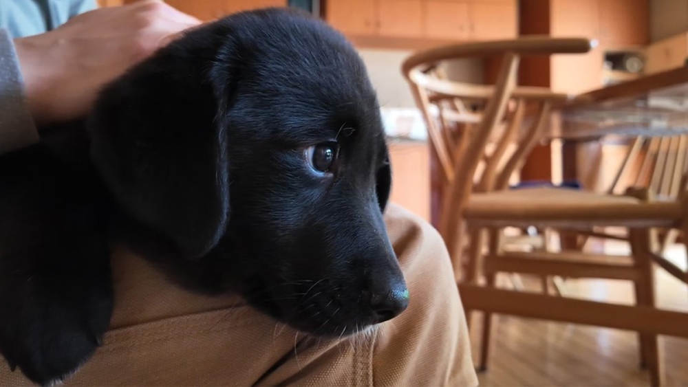 奴才：果然很聰明啊