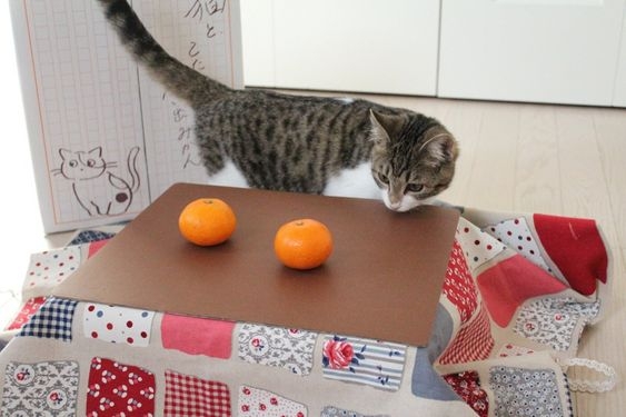 貓咪都討厭橘子、檸檬等這樣酸性水果的味道，一聞到就會躲很遠。