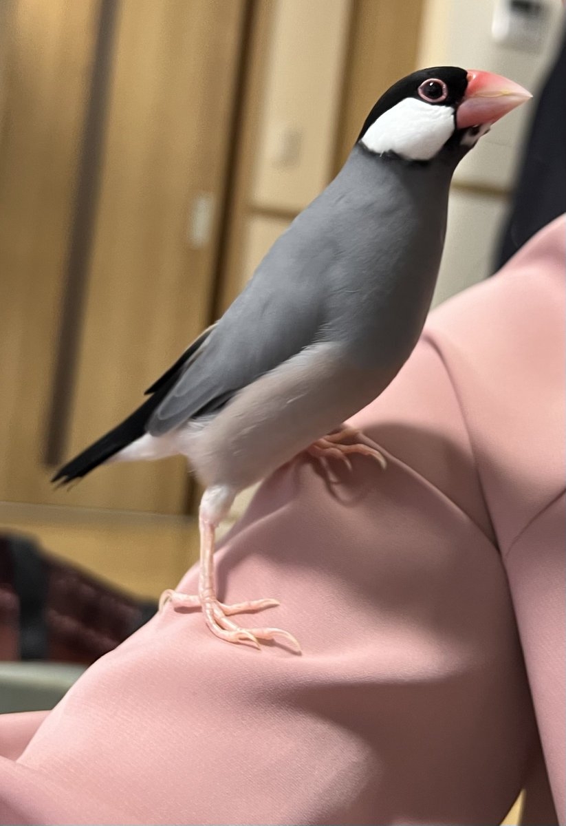 奴才：在裡面看到了什麼