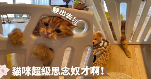 圍欄也隔擋不了的愛意!貓咪被迫與小奴才隔離開後甚是沮喪啊~