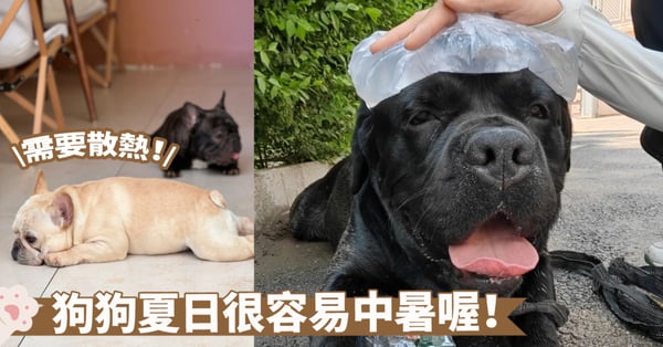 夏日寵物防暑指南:識別中暑徵兆!狗狗安全度夏必備知識和實用技巧~