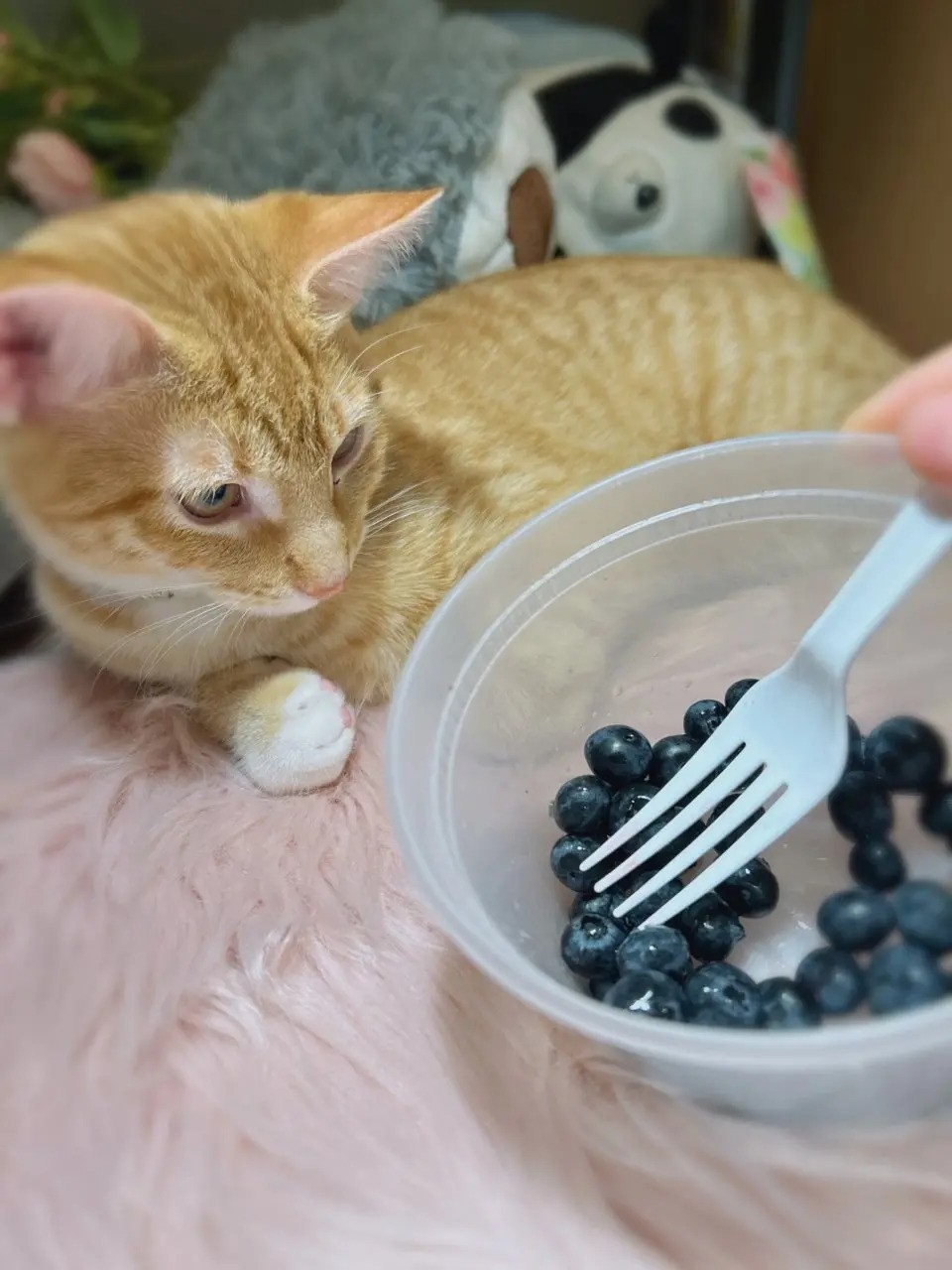 藍莓和草莓含有豐富的維他命C和抗氧化劑，對適量攝取有益貓咪身體健康！