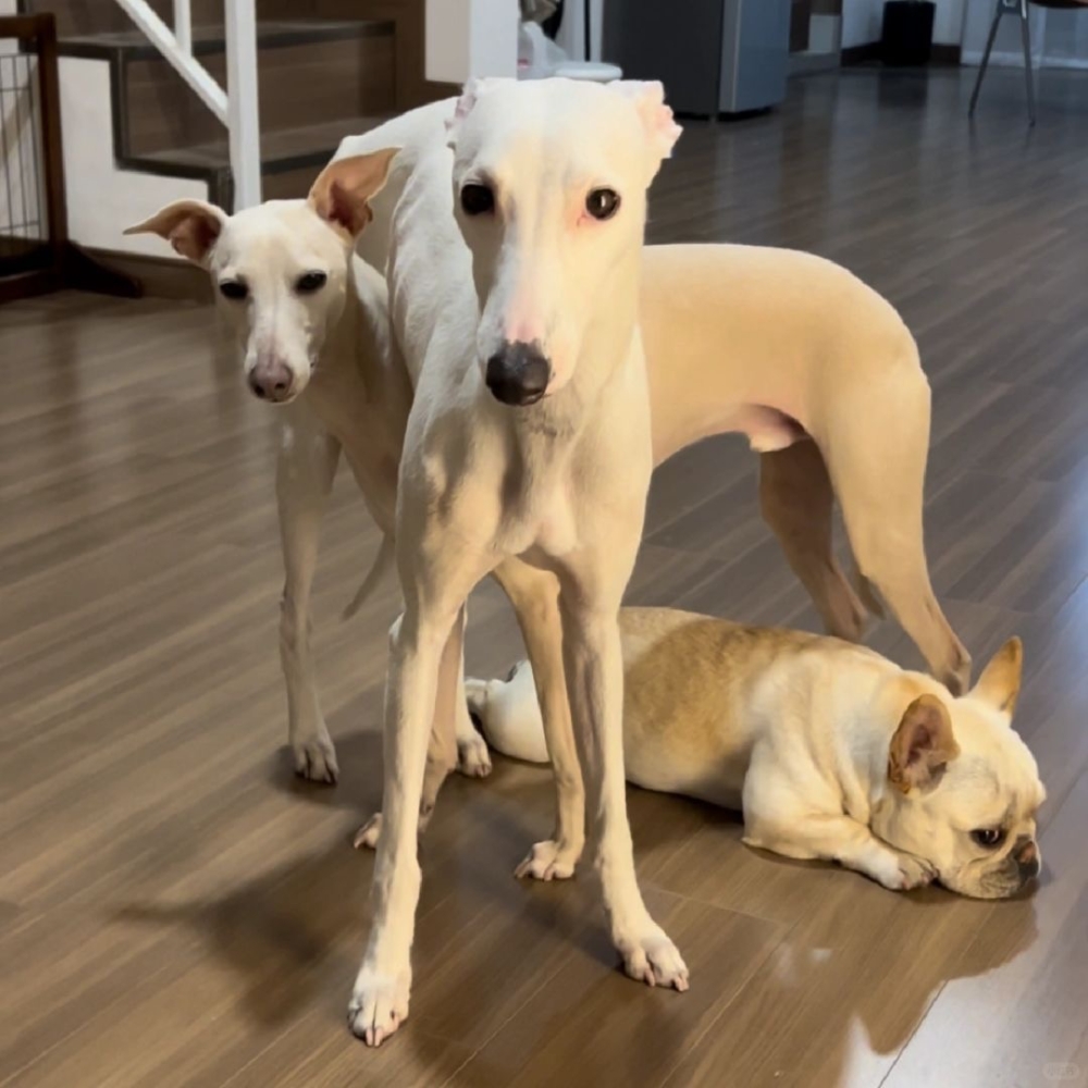 奴才：難道這是你們之間的樂趣？