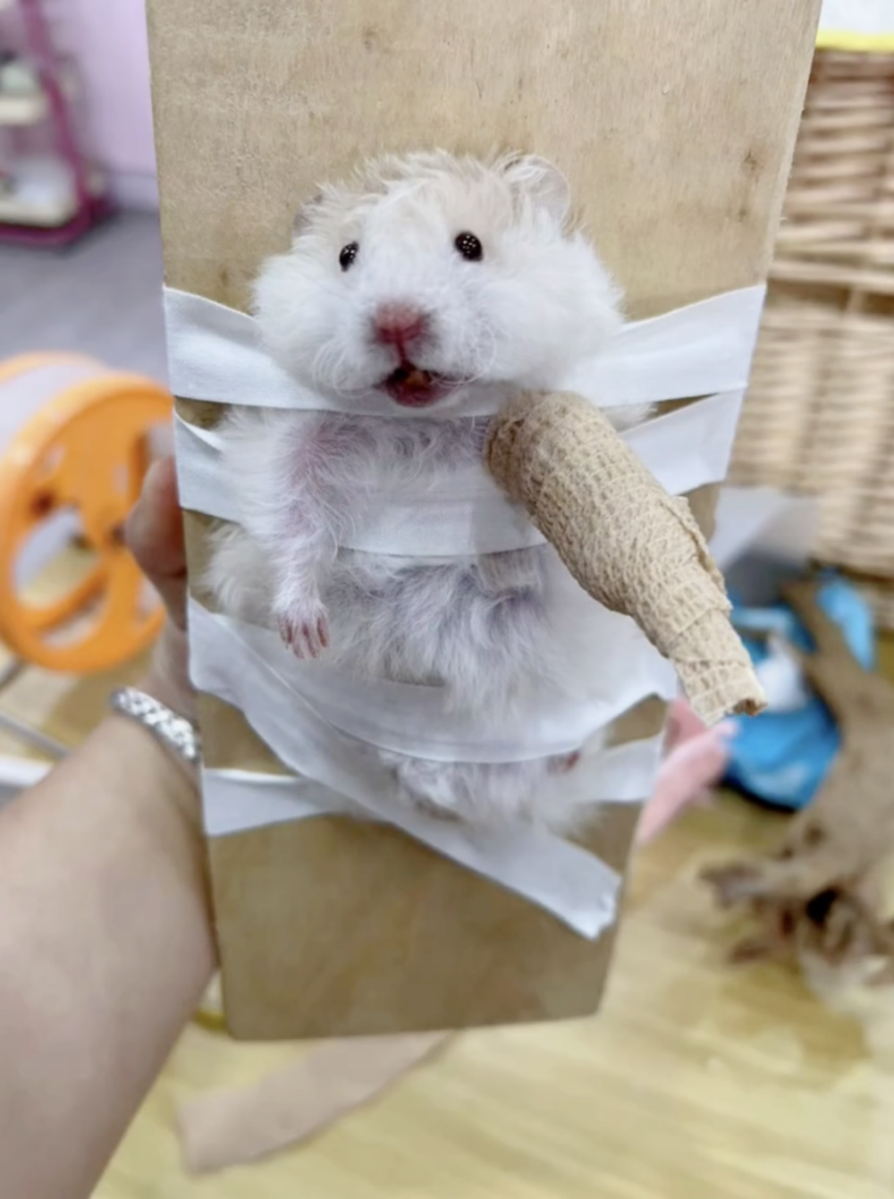 奴才：這又不是不見得光