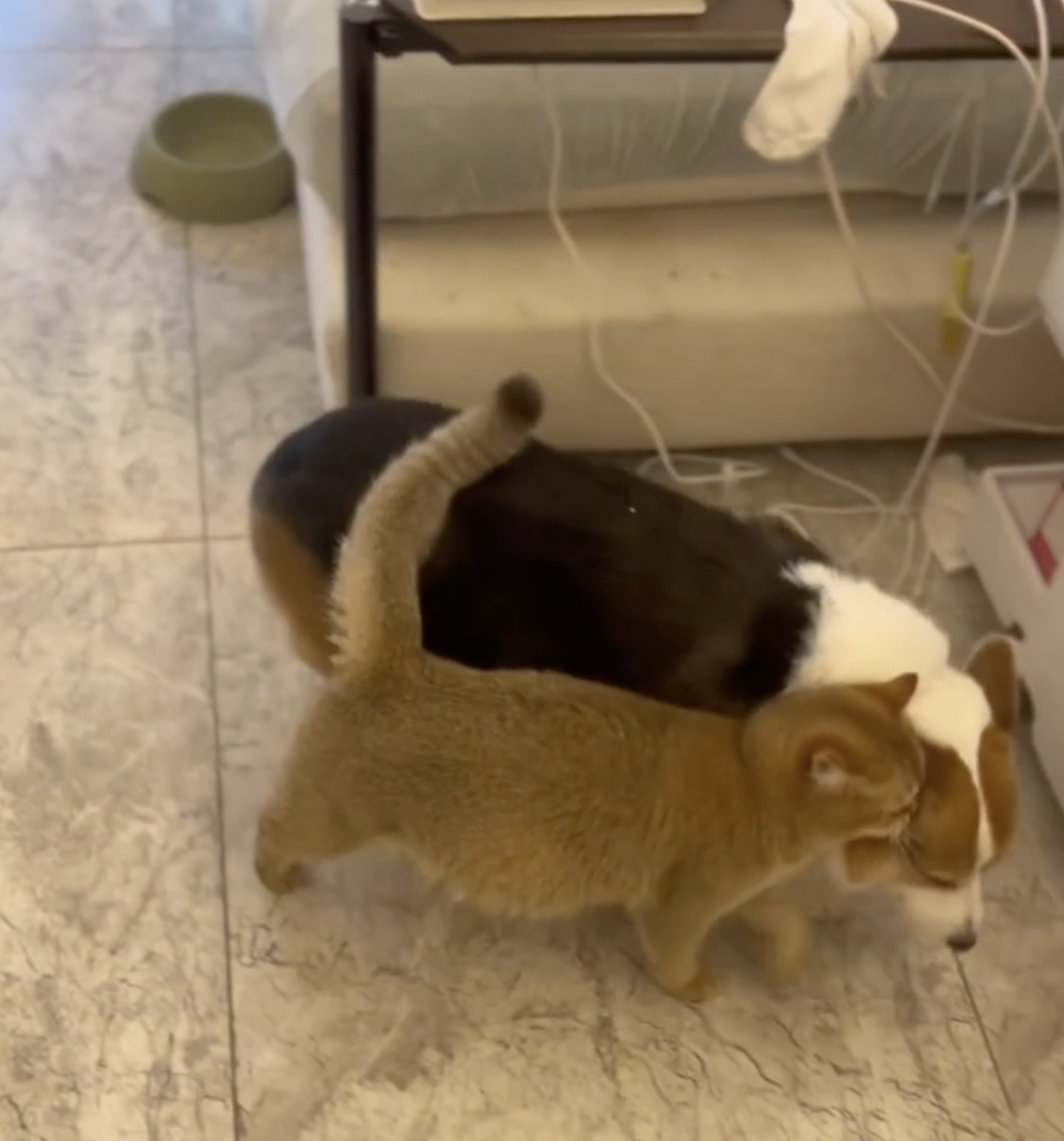 汪：愛得不行啦