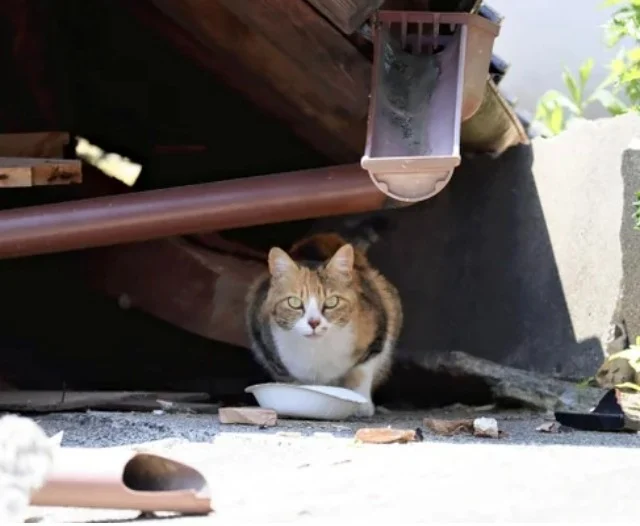 三色貓獨守在被震毀的屋子裡，等待主人的歸來。