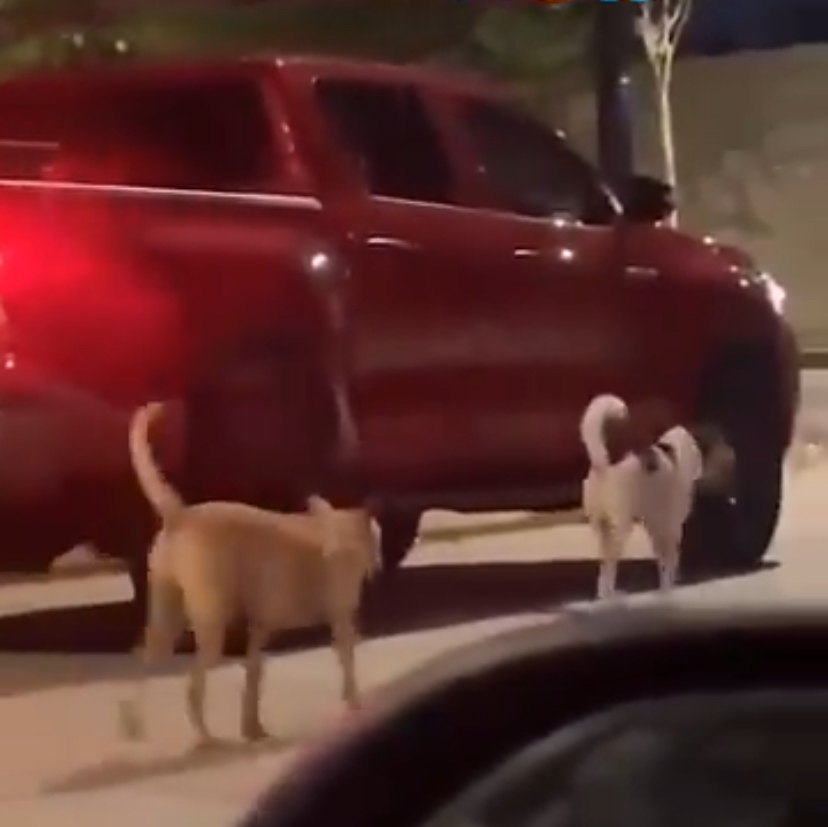 狗狗嘗試行到車子前面。